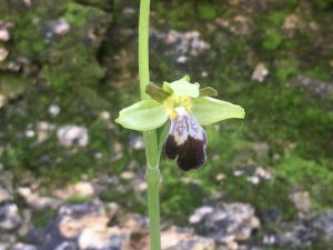 Ophrys fusca Brown Bee Orchid الأوفريس