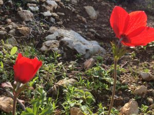 Anemone coronaria Crown Anemone شقائق النعمان