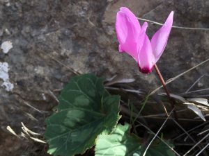 Cyclamen persicum Common Cyclamen ذعمطوط، صابون أو عصا الراعي