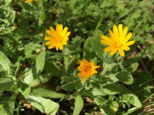 Field Marigold