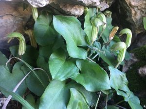 Arisarum vulgare Friar’s Cowl الصرين الشائع