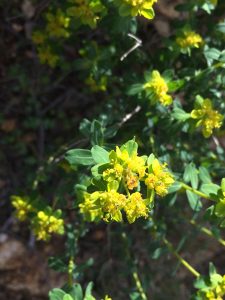 Euphorbia hierosolymitana Jerusalem Spurge حلببون، حلبلوب المقدس