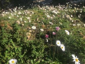 Bellis sylvestris Southern Daisy