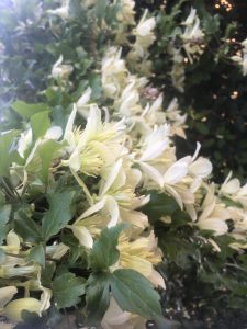 Virgin’s Bower/Clematis