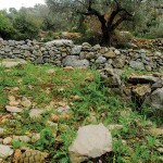 Traditional-Farming-in-Palestine-2