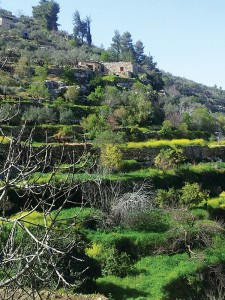 Traditional-Farming-in-Palestine-3-