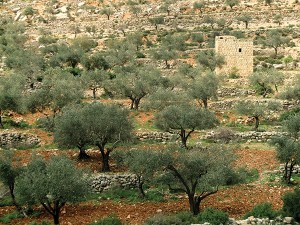 Traditional-Farming-in-Palestine-4-