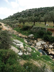 Traditional-Farming-in-Palestine-5-