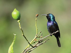 Palestine sunbird.