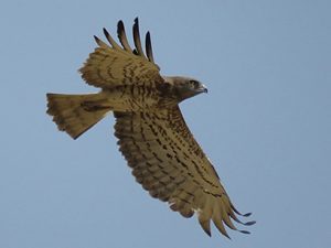 Short-toed eagle.