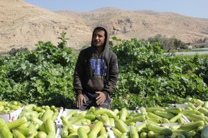 Growing winter produce in the Jordan Valley.