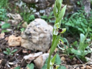 Ophrys bornmuelleri Bornmueller’s Bee Orchid نحله جميله