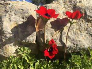 Anemone coronaria Crown Anemone شقائق النعمان