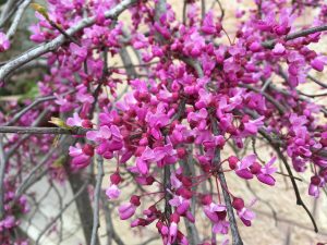 Cercis siliq Judas Tree عروس الغابة