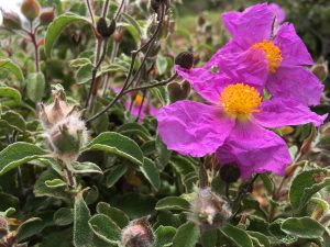 Cistus incanus/creticus Pink Rock Rose اللباد الأحمر