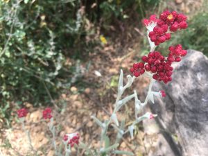 Helichrysum sanguineum Red Everlasting دم المسيح