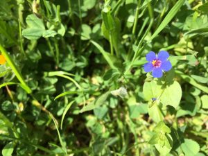 Anagallis arvensis Scarlet Pimpernel عين القط، عين الجمل، ذان الفـار