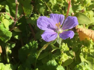 Erodium gruinum Long-Beaked Stork’s-Bill كف العروس/ ابر العجوز او الراعي