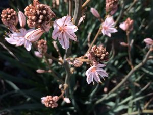 Asphodelus ramosus Common Asphodel بصول /إشراس/ عنصيل