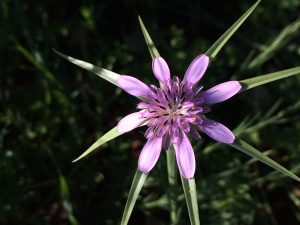 Geropogon hybridus Goat’s Beard, Slender Salsify ذنب الفرس، رجل البطة 