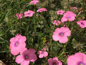 Linum pubescens Hairy Pink Flax كتان