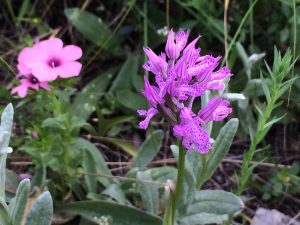 Anacamptis papilionacea Orchis papilionacea Pink Butterfly Orchid  سحلب فراشي