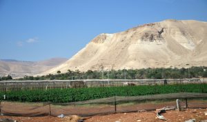 Settlement farm, Jordan Valley, October 28, 2012. ©Tony Kane.