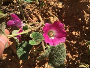 Alcea acaulis Stemless Hollyhock خطمية، عين بقرة، خبز العذراء