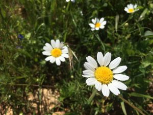 Anthemis pseudocotula Common False Chamomile اقحوان كاذب