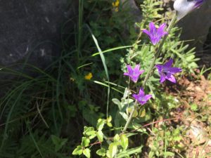 Campanula rapunculus Rampion Bellflower ورد الجرس