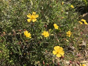 Fumana thymifolia Clammy Cistus دخانية