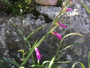 Gladiolus italicus Common Gladiolus دلبوث، سيف الغراب