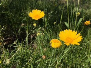 Glebionis coronarium Crown Daisy سابسب