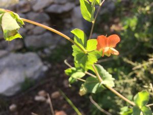 Lathyrus blepharicarpus Ciliate Vetchling جليبنه، سيسعة 