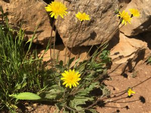 Leontodon tuberosus Bulbous Dandelion جعضيض عسقولي