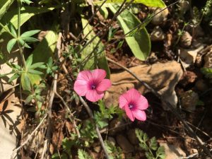 Linum pubescens Hairy Pink Flax كتان