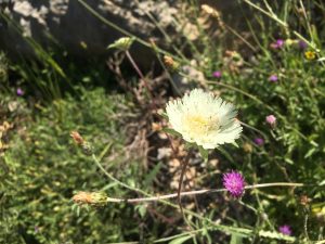 Lomelosia palaestina Palestine Scabious زهرة الجرب، كعب الغزال