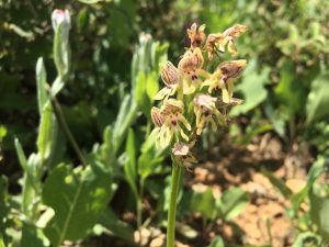 Orchis galilaea Galilee Orchid السحلب الجليلي