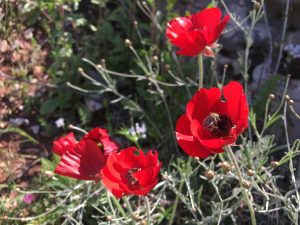 Papaver umbonatum Poppy الخشخاش المنثور