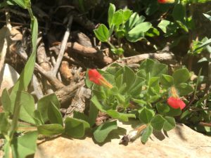 Tetragonolobus palaestinus Four-Winged Pea جلاثن