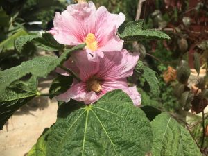 Alcea setosa Bristly Hollyhock الخطمي الهلبي، خف الجمل