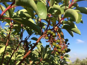 Arbutus andrachne  Eastern Strawberry Tree قيقب