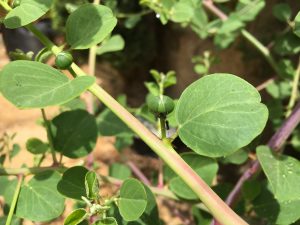 Capparis spinosa  Capers كبر