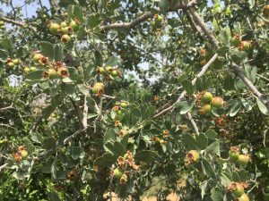 Crataegus aronia  Spiny Hawthorn  زعرور