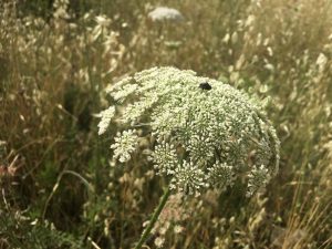 Daucus carota  Wild Carrot لذيقة, يربرزج, جزر بري