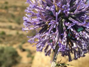 Echinops adenocaulos Globe Thistle قوص