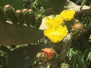 Opuntia ficus-indica Prickly Pear الصبار 