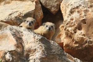 Hyrax Procavia capensis.