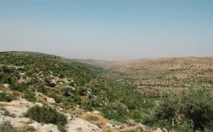 Wadi Zarqa habitats. Photo courtesy of UNDP/PAPP by Nadine Abu Rmeileh.