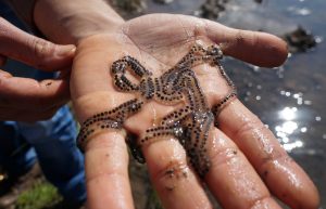 Eggs of the Levant water frog.